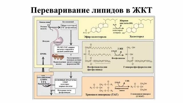 Переваривание липидов в толстом кишечнике. Схема переваривания жиров биохимия. этапы переваривания липидов биохимия. стадии переваривания липидов биохимия.