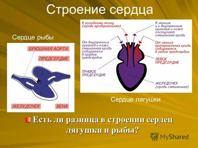 строение сердца земноводных. органы выделения земноводных. кровообращение строение сердца земноводных. кровеносная система лягушки. в желудочке сердца лягушки находится.