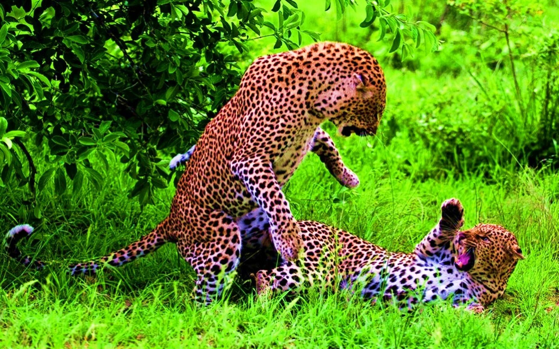 Wild animals play. Леопард. Поведение животных. Леопард в природе. Леопард фото.
