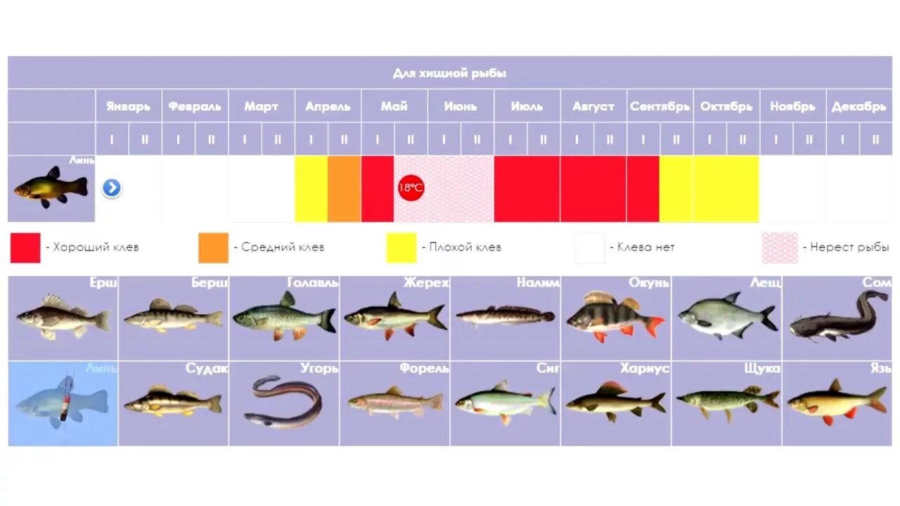Клев рыбы. Луна и клев хищной рыбы. Календарь хищной рыбы. Календарь клёва СССР. Клев сыктывкар
