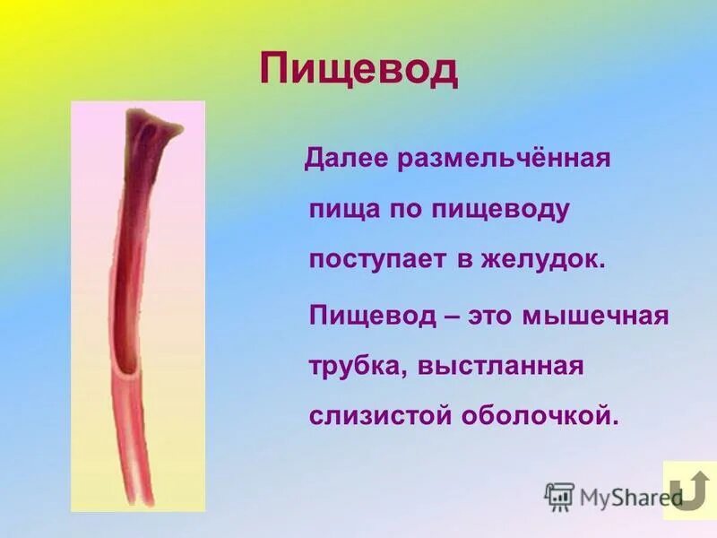 пищевод и далее. пищевод и далее. строение пищевода. пищевод. анатомия и физиологией пищевода и желудки.