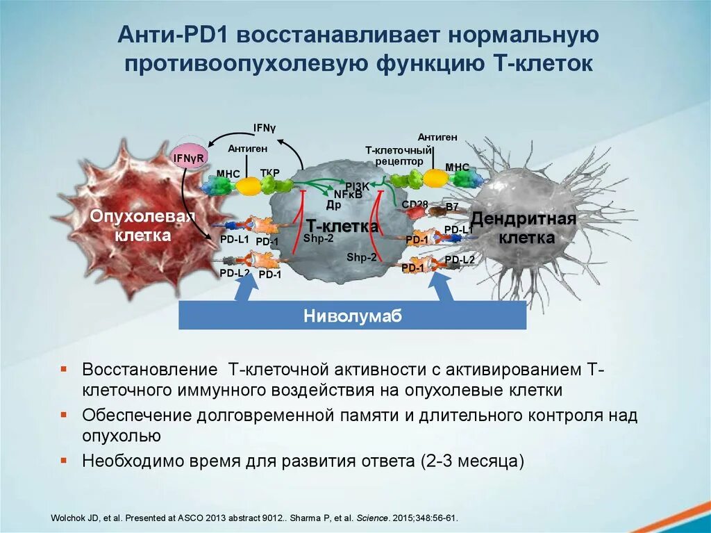 Pd 1 ru