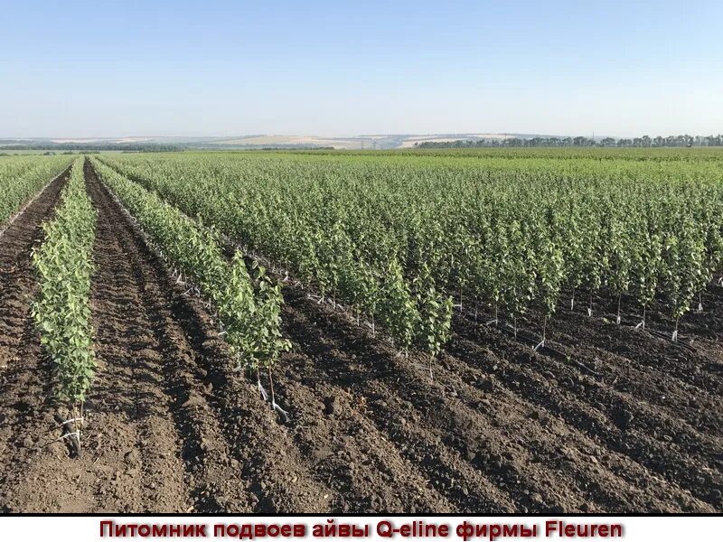 Интернет питомник саженцев. Подвой алычи. Яблоня саженцы окс зкс. Питомник хвойных растений краснодарский край станица октябрьская. Мичуринский плодопитомник саженцы.