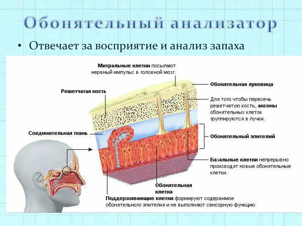 Обонятельный анализатор 8 класс. Обонятельный анализатор 8 класс биология. Обонятельный анализатор строение. Функции обонятельного анализатора. Обонятельный анализатор строение и функции.