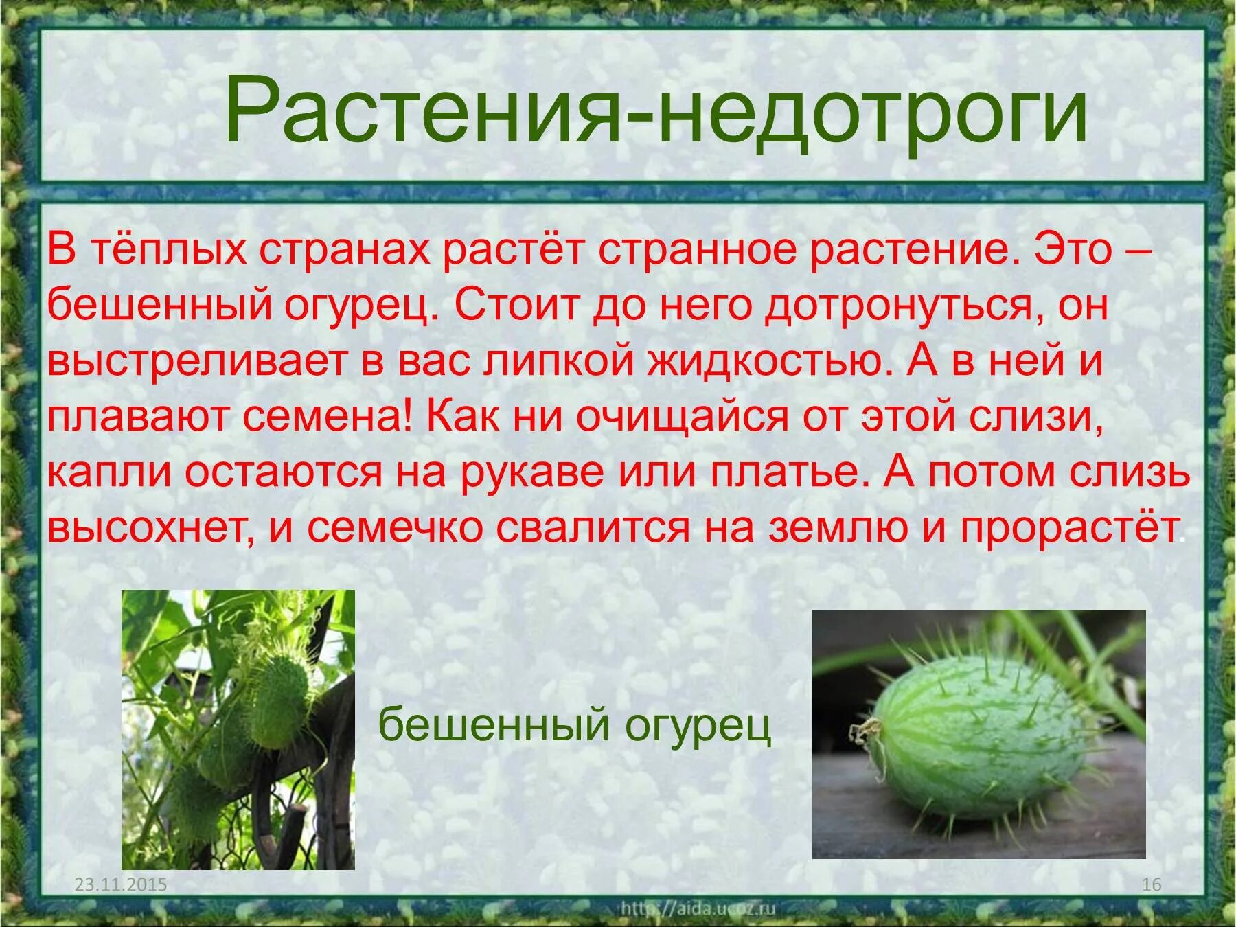 Интересные факты о растениях. Развитие растений 3 класс. Презентация на тему растения. Интересные факты о любом растении.