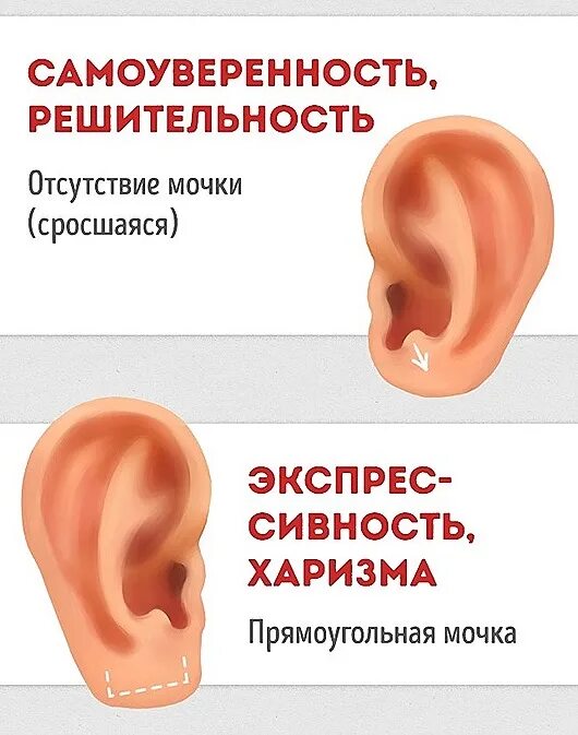 мочка уха и характер человека. форма мочек ушей и характер человека. характер человека по ушам. форма мочки уха и характер человека. формы ушей и их названия.
