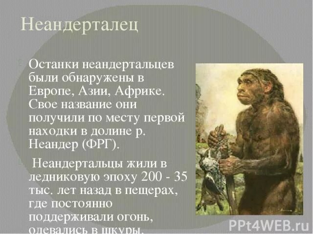 Где были обнаружены останки неандертальца. Череп неандертальца и австралопитека. Неандертальцы биологические и социальные. Где был найден неандерталец. Захоронения неандертальцев.