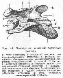 У какого животного 7 шейных позвонков