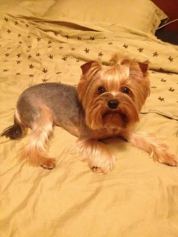 йоркширский терьер стрижка ушей. йорк с лежачими ушами. йоркширский терьер большие уши. йоркширский терьер мини. выставочная стрижка йорка.