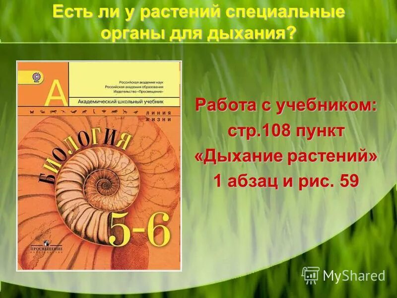 Дыхание растений. Дыхание растений и животных. Презентация дыхание растений 6 класс биология пасечник. Специальные дыхательные органы у растений. Дыхание растений и животных.