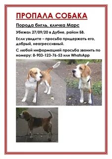 Бигль омск