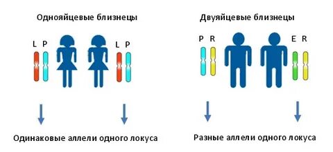 Метод контрольного близнеца
