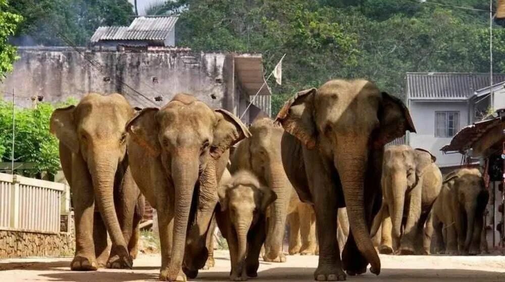 Пиннавела шри. Слоновий питомник Шри Ланка. Пиннавела Шри Ланка. Пинавелла питомник слонов. Приют для слонов Пиннавела.