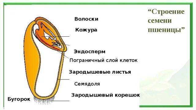 Рассмотрите рисунок семени какая структура обозначена. Семя пшеницы семенная кожура эндосперм. Строение зародыша семени пшеницы. Строение зерновки пшеницы. Эндосперм в клетках пшеницы.