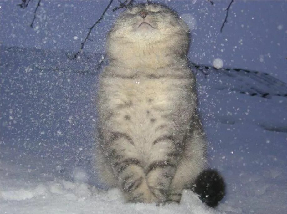 Снежок пришел. Кот в снегу. Кот радуется снегу. Кот под снегом. Зимние смешные коты.