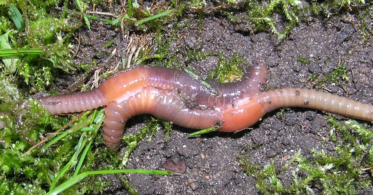 Самой большой червь. Белый дождевой червь – Aporrectodea rosea. Гигантский австралийский выползок червь. Червь Железняк зелёный.