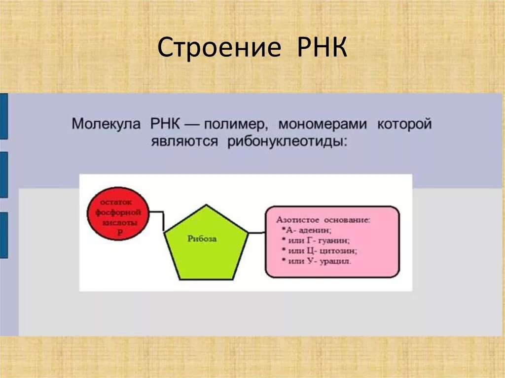 Мономером рнк является