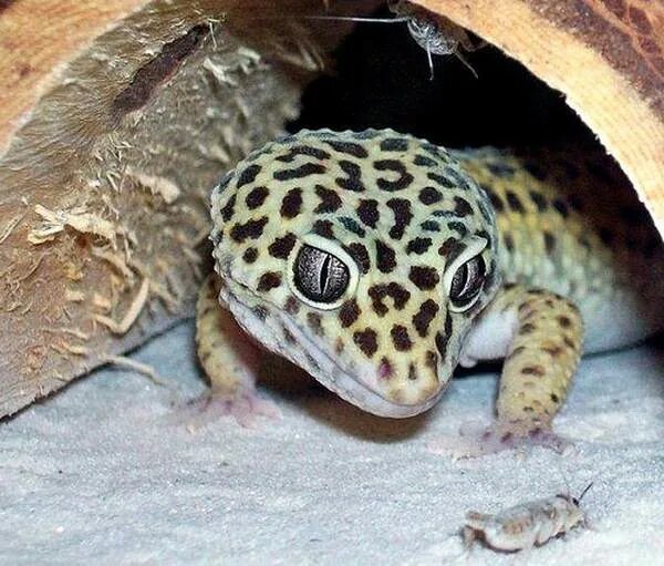 Содержание рептилий. Когда брачный период у эублефаров. Leopard Gecko Hide Box.