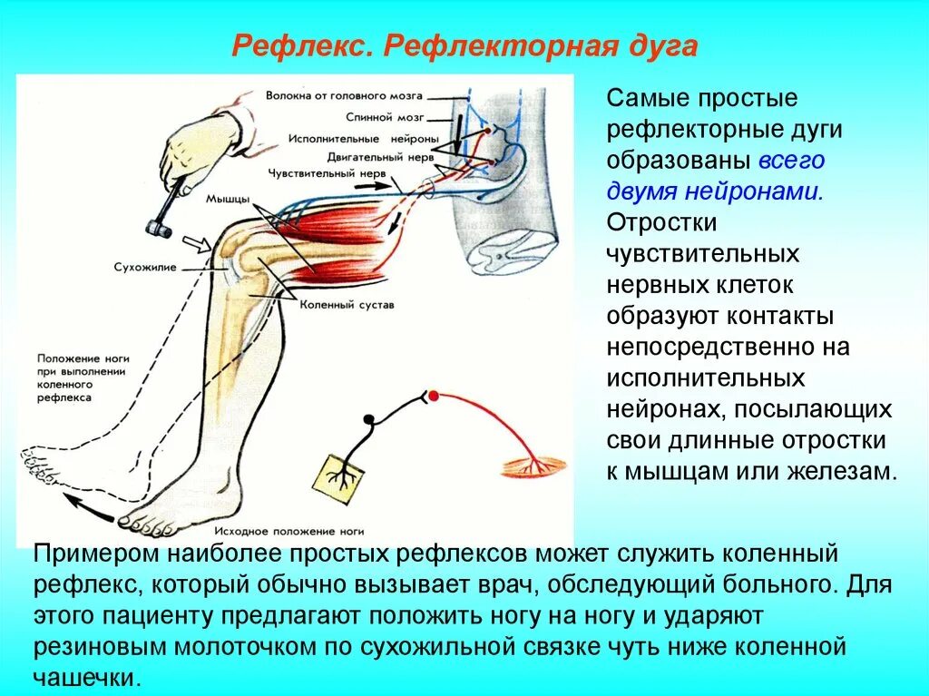 Дуга коленного рефлекса нерв. Вегетативная рефлекторная дуга анатомия. Звенья рефлекторной дуги коленного рефлекса. Соматическая рефлекторная дуга коленного рефлекса.
