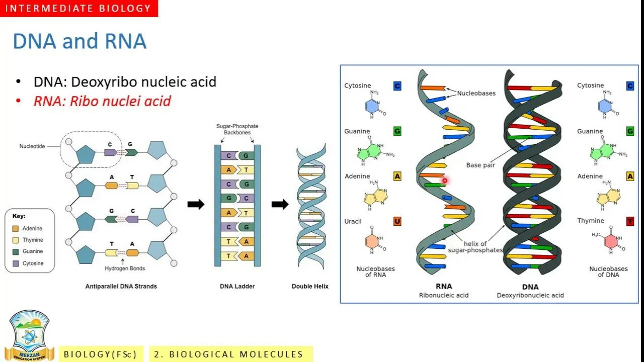 Тест днк рнк. Темы для DNA 60. Самый мощный DNA. DNA and RNA metabolism. Bio age DNA.