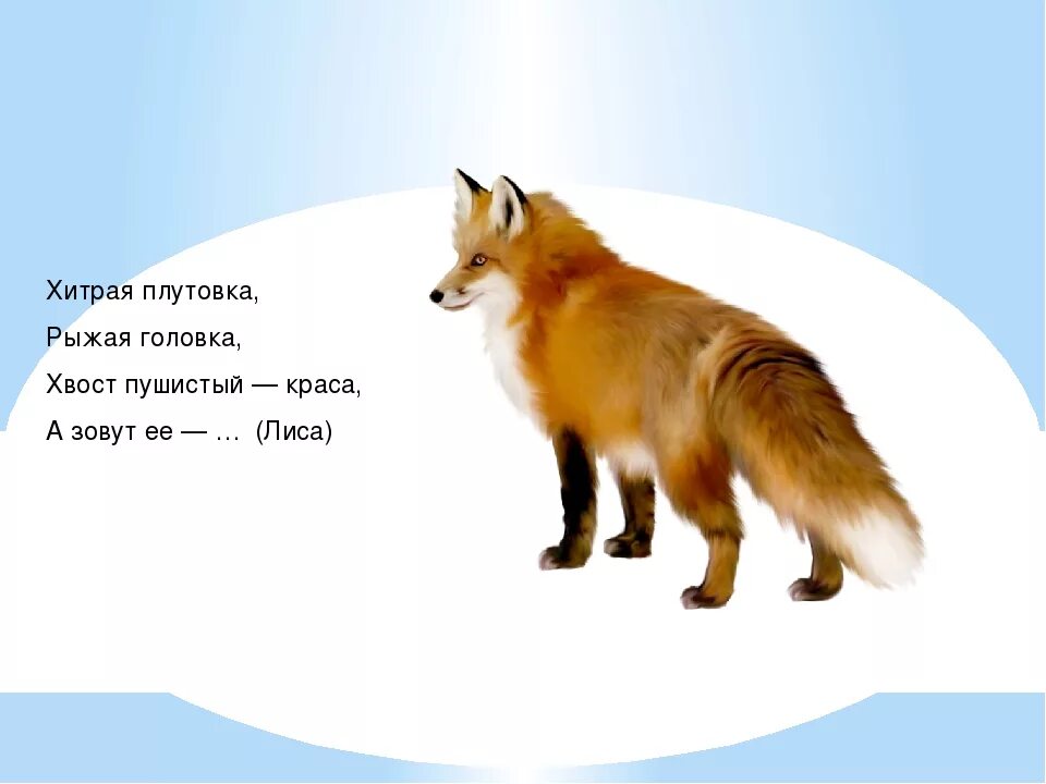 Хитрая лисица ловко заметает следы пушистым хвостом