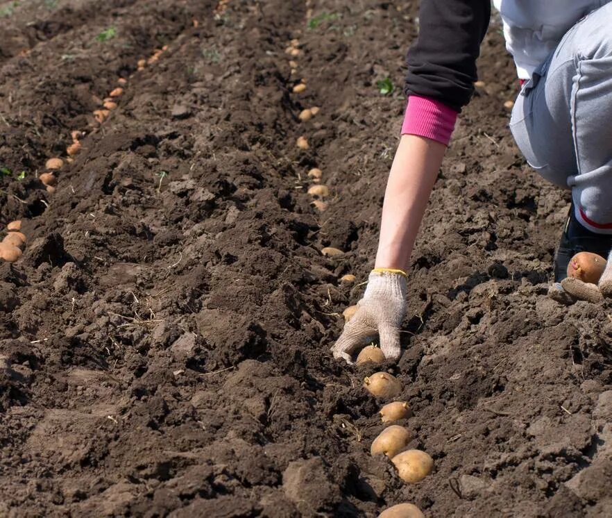 Как сажать картошку весной в открытый грунт. Посадка картофеля. Посев картошки. Сажать картошку. Посадка картошки.