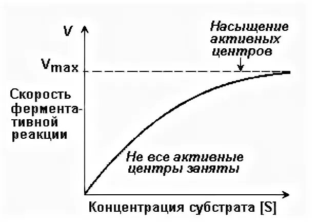 Зависимость ферментов от концентрации субстрата. Скорость ферментативной реакции от концентрации субстрата. Зависимость активности ферментов от концентрации фермента. Зависимость от концентрации субстрата. Зависимость скорости от концентрации субстрата.