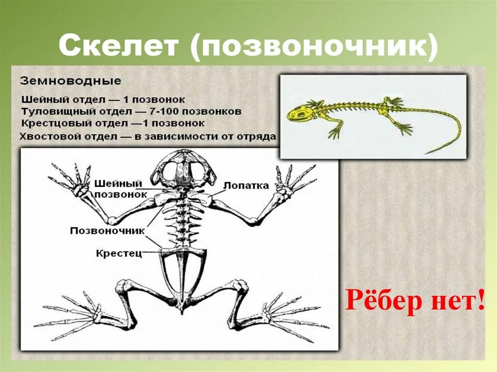 Скелет амфибий отделы позвоночника. Шейный отдел земноводных состоит. Скелет лягушки отделы скелета. Скелет лягушки отделы позвоночника.