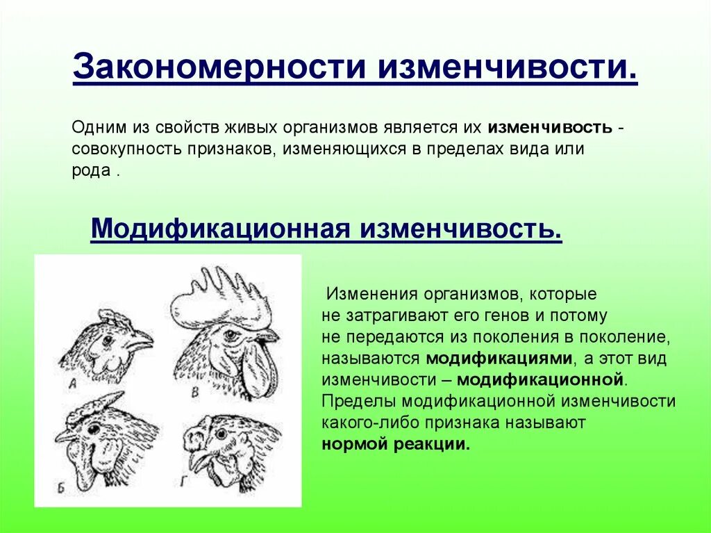 Основные закономерности наследственной изменчивости. Наследование модификационной изменчивости. Закономерность изменчивость ненаследственную изменчивость. Закрномерностиизменчивости.