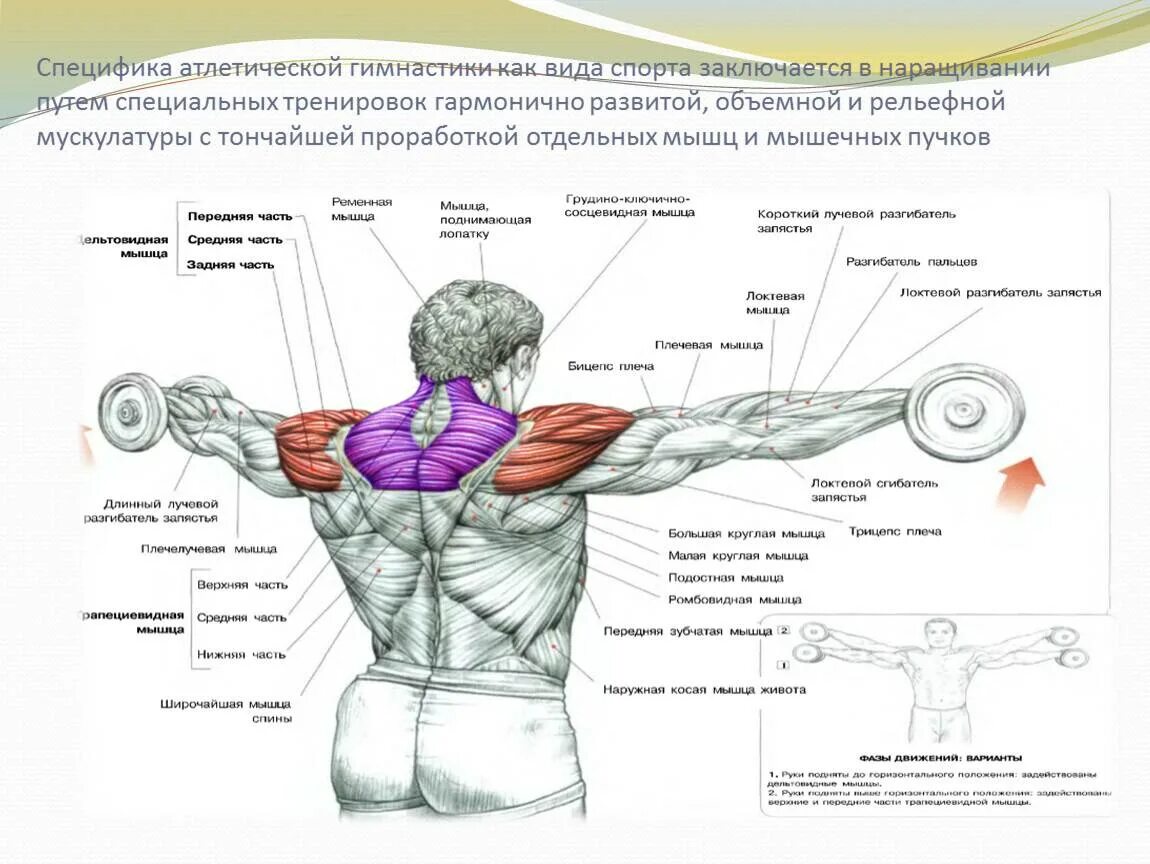 Распределите мышцы по группам. Упражнения на группы мышц. Базовые упражнения на грудные мышцы. Группы мышц для тренировок. Атлетическая гимнастика мышцы.