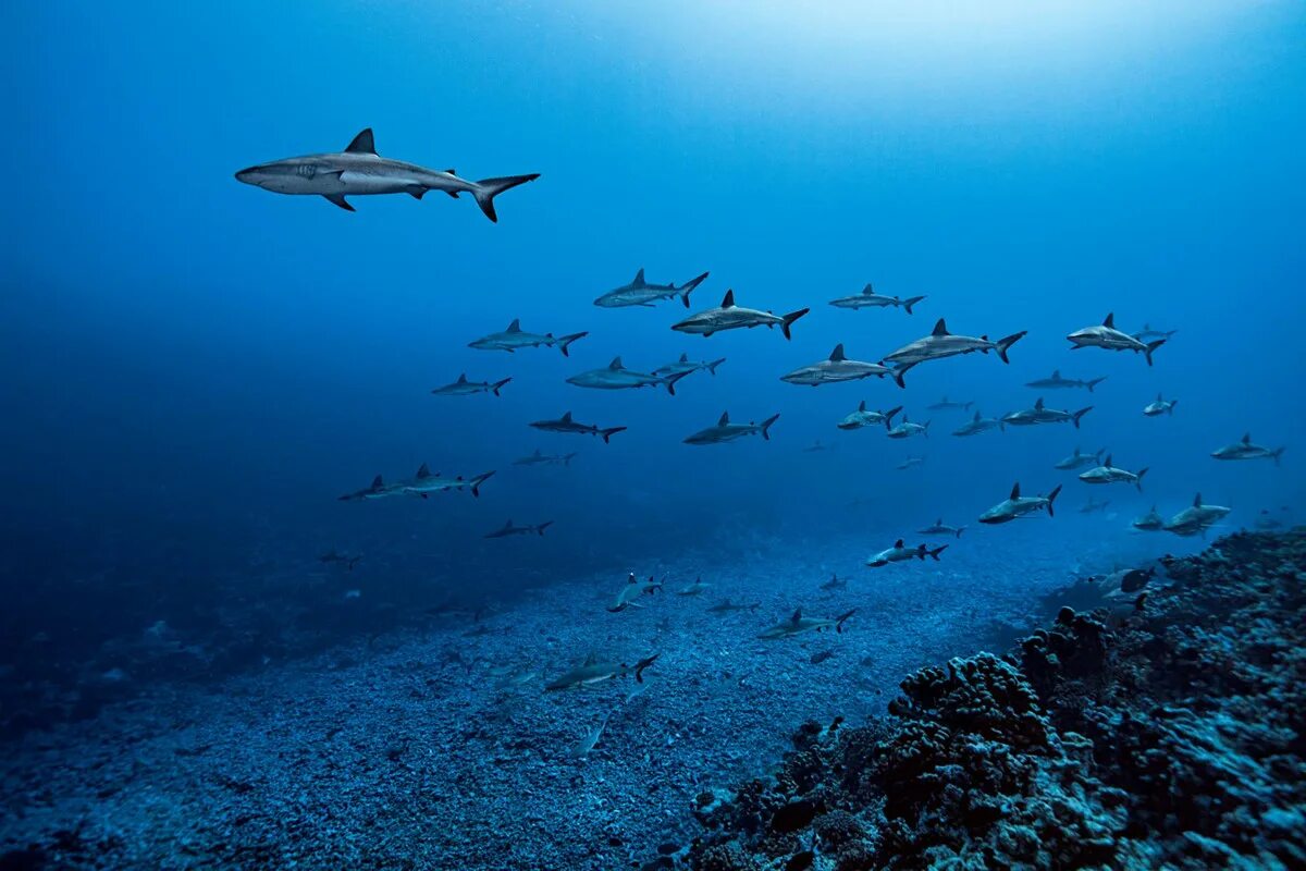 3 дня в океане. Grey Reef Shark. Акула в океане. Стая акул. Дно океана с акулами.