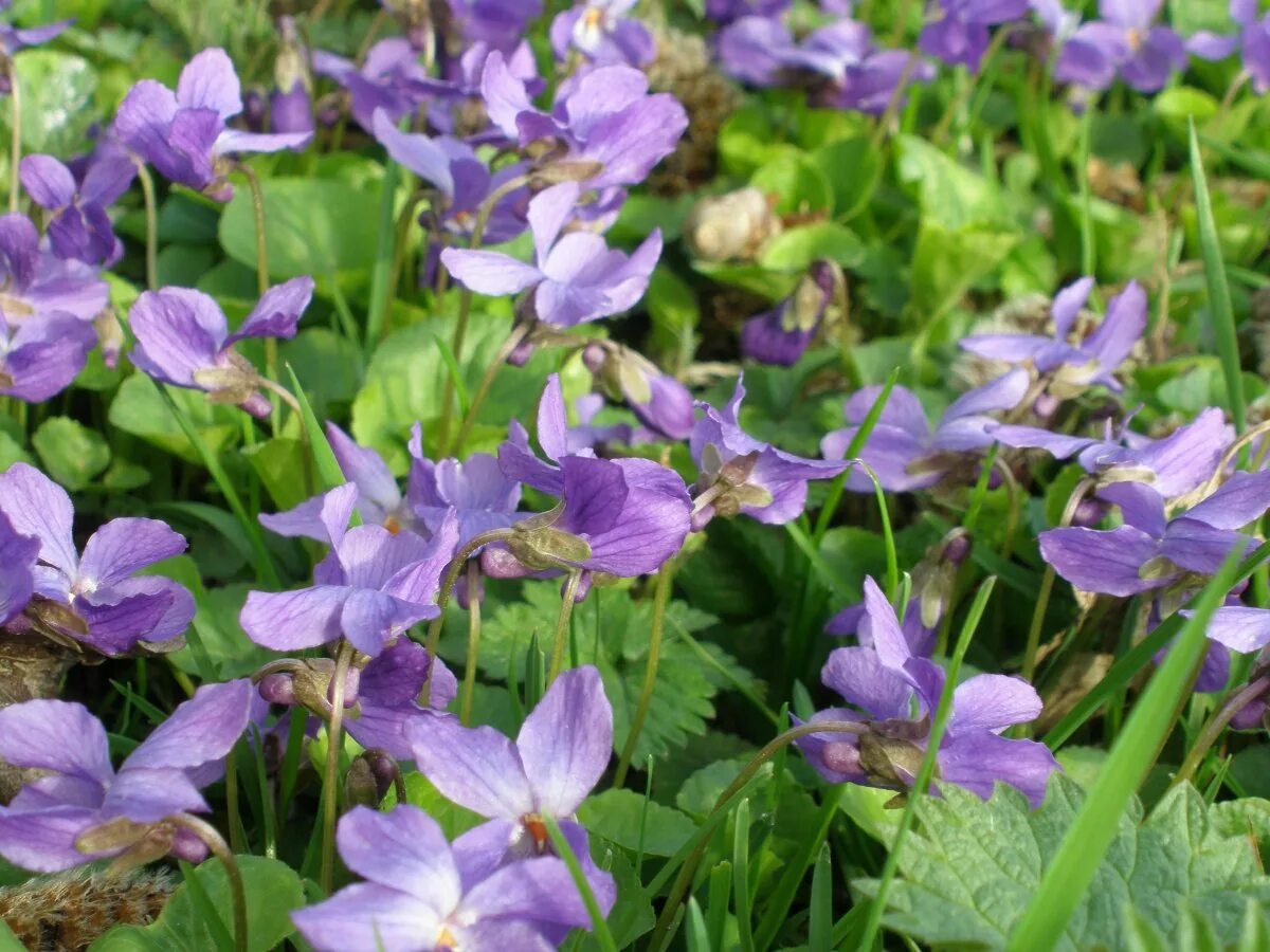 Viola odorata фиалка душистая. Ароматно лесной. Лесные фиалки. Viola odorata фиалка душистая. Фиалка хасанская.