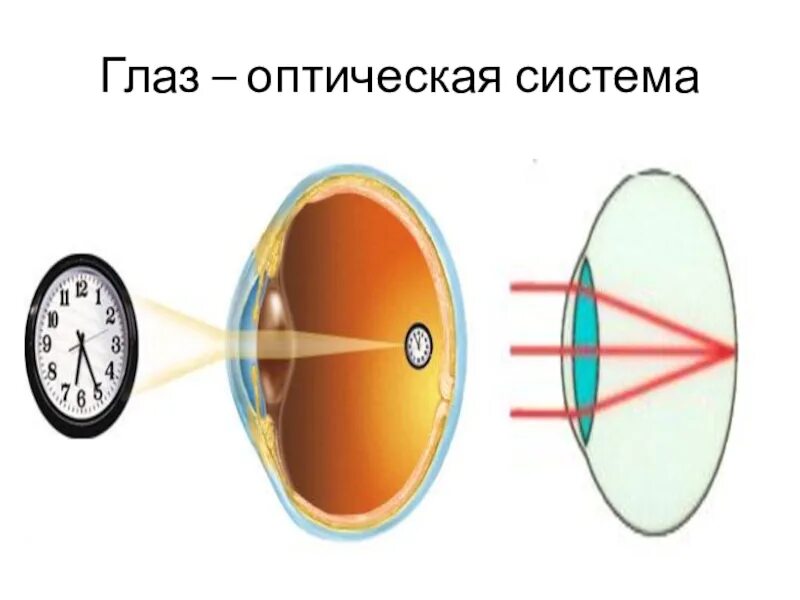 Система глазок. Оптическая система глаза. Схема оптической системы глаза. Глаз и оптические приборы. Оптическая схема глаза физика.