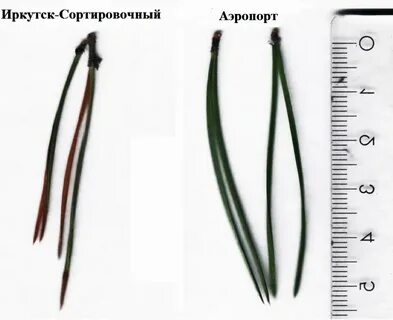 Размер хвои сосны