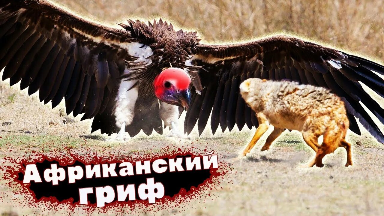 Гриф видео. Африканский гриф. ушастый гриф. самые опасные птицы падальщик. африканский гриф большой имя.