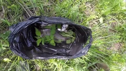 Рыба в жаркую погоду