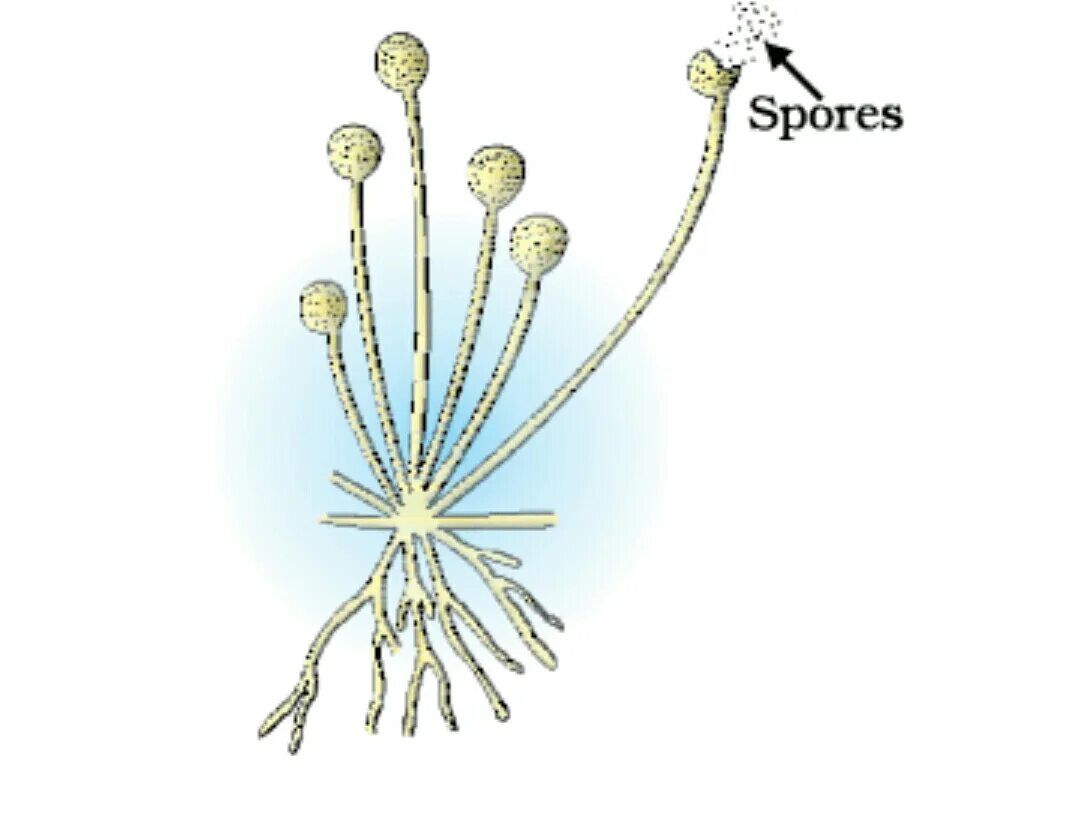 Ризопус. Spore formation in Rhizopus. Ризопус со спорами. Стилоспорангий ризопус. Споры формируются в коробочках на ножках