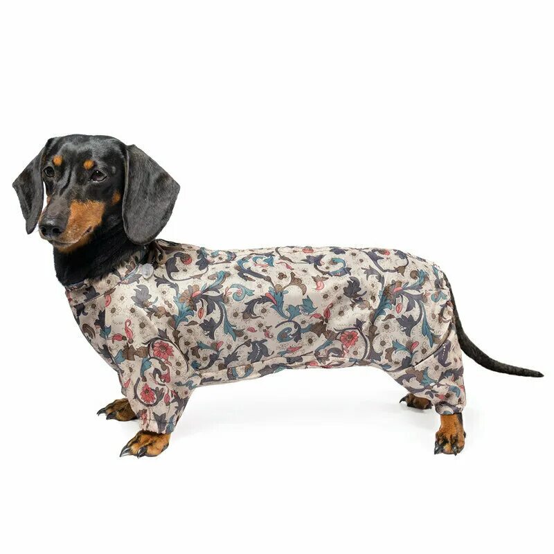 зимний комбинезон для таксы. карликовая такса. комбинезон для таксы. комбинезон для таксы. комбинезон ютакс на таксу.