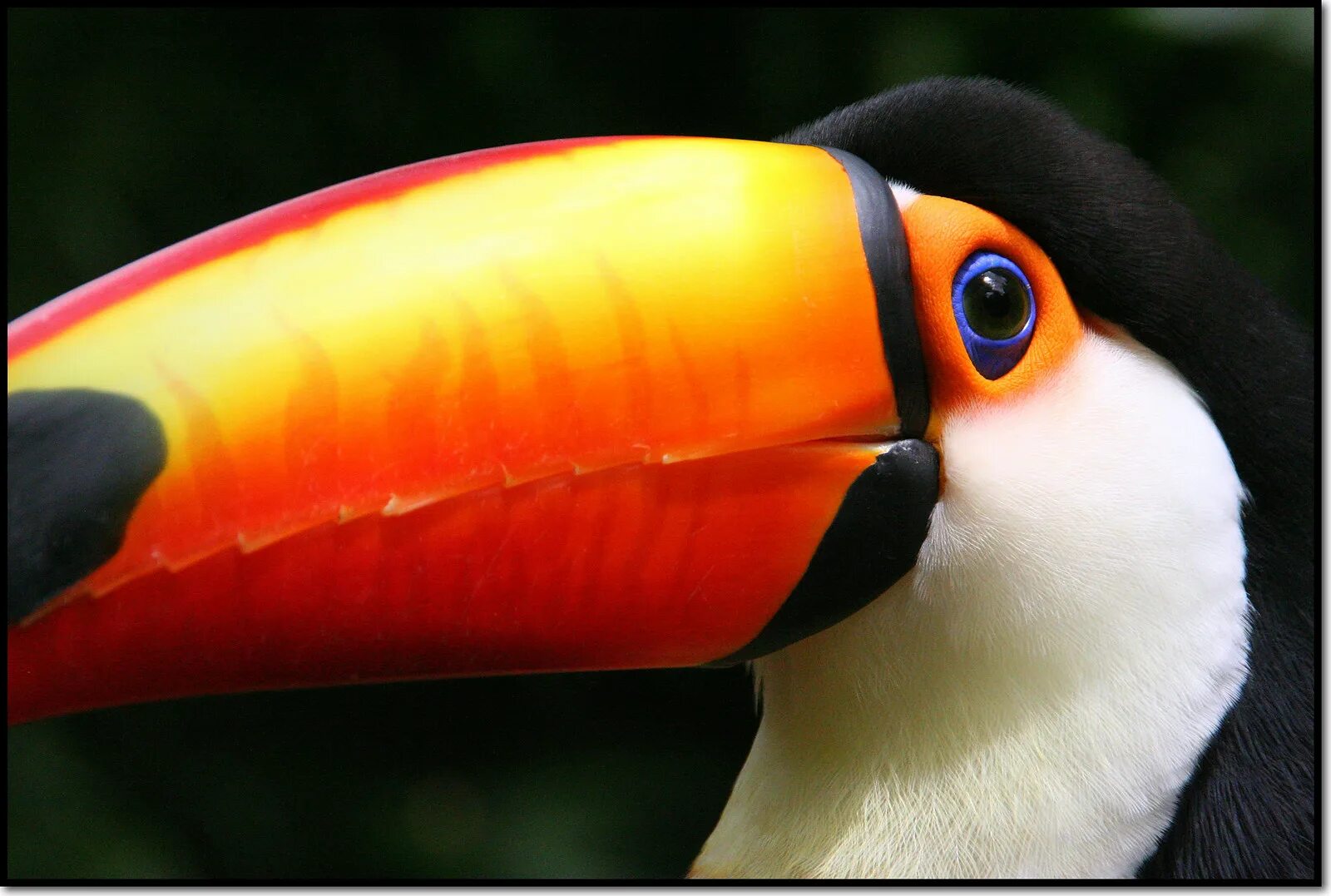 Утиный клюв. Пернатый нос. Нос птицы. Лапы пеликана. Глаз пеликана.