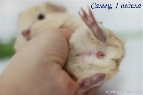 Морская свинка девочка или мальчик кто лучше