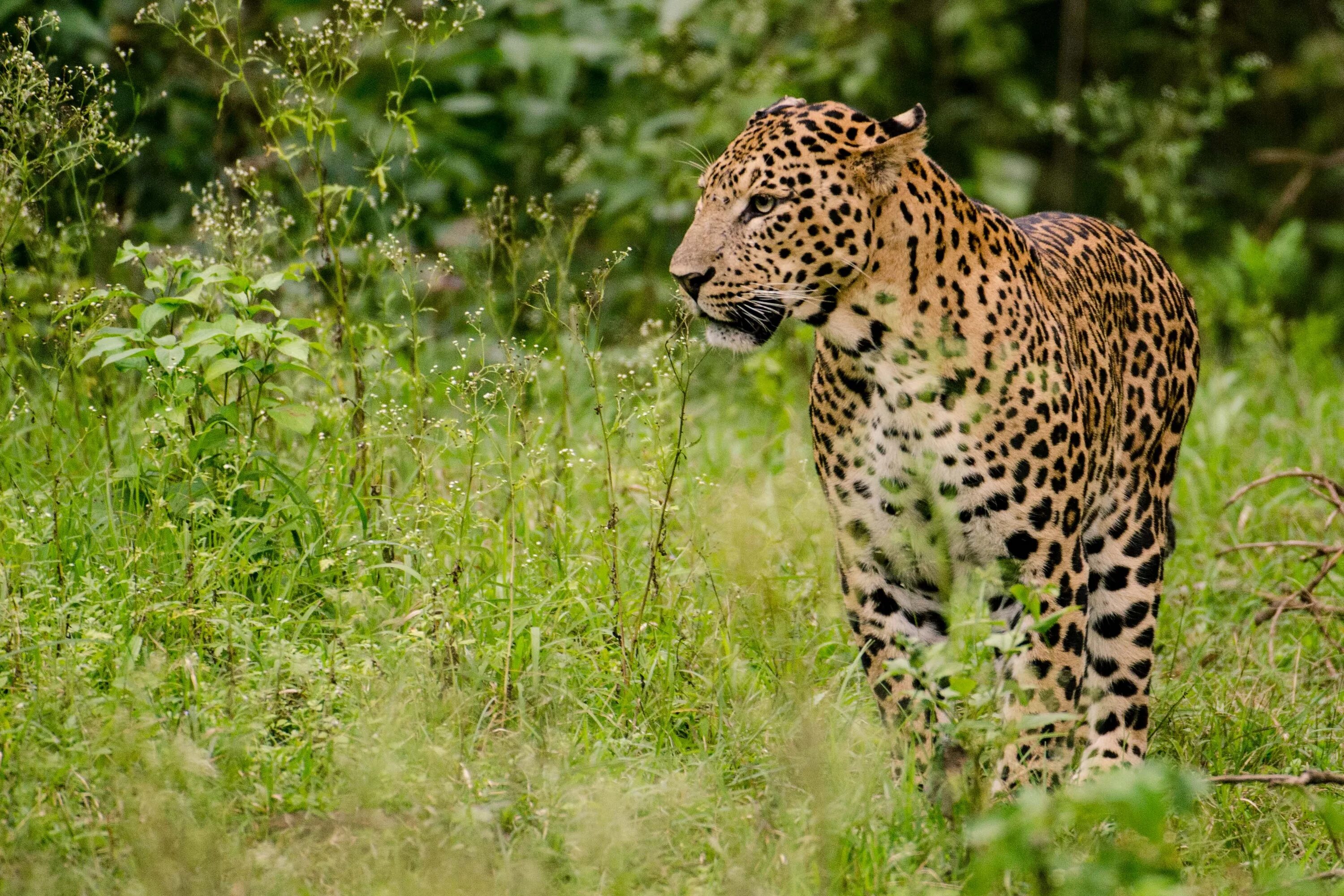 Переднеазиатский леопард. Индийский леопард (Panthera pardus Fusca). Леопард в саванне. Переднеазиатский леопард ареал. Дикая природа доклад