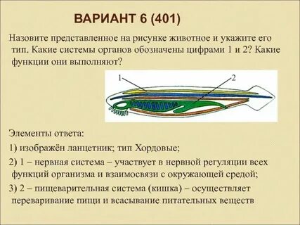 Тип нервной системы у хордовых животных