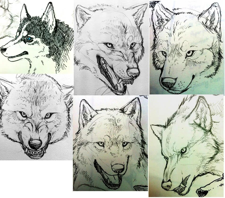 How to wolf