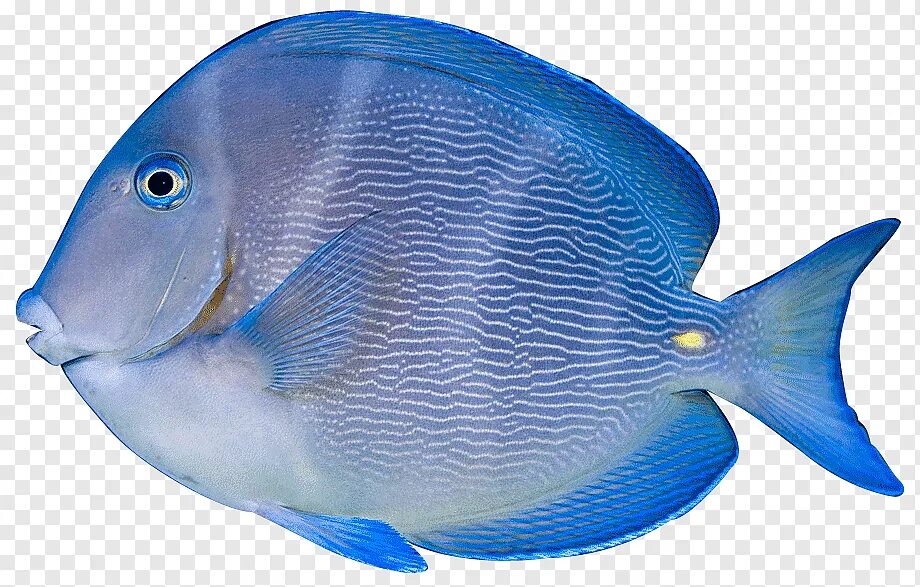 Без рыбы. Acanthurus coeruleus. Acanthurus nigrofuscus. Acanthurus leucosternon. Голубой Дельфин аквариумная рыбка.