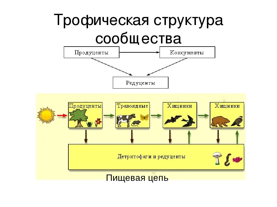 Роль продуцентов в природном сообществе. Трофическая структура схема. Пищевые цепи трофическая структура биогеоценоза. Структура сообщества биология схема. Трофическая структура пищевая цепь.