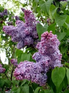 purple lilacs are blooming on the tree in front of some green leaves and tr...