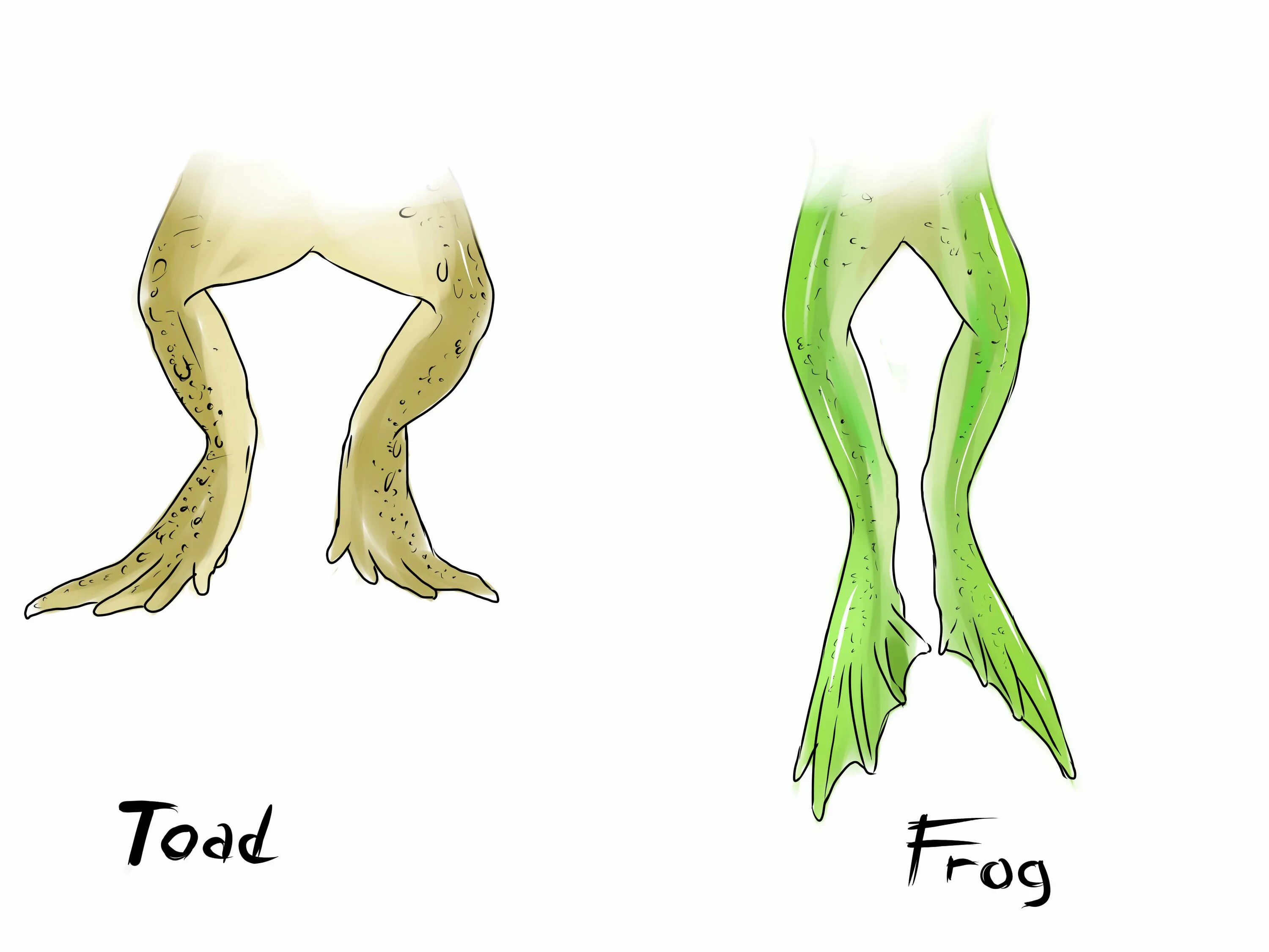 Перепонки между пальцами у земноводных. Лапы лягушки. Лягушка на задних лапах. Лягушачьи лапки. Ноги лягушки.