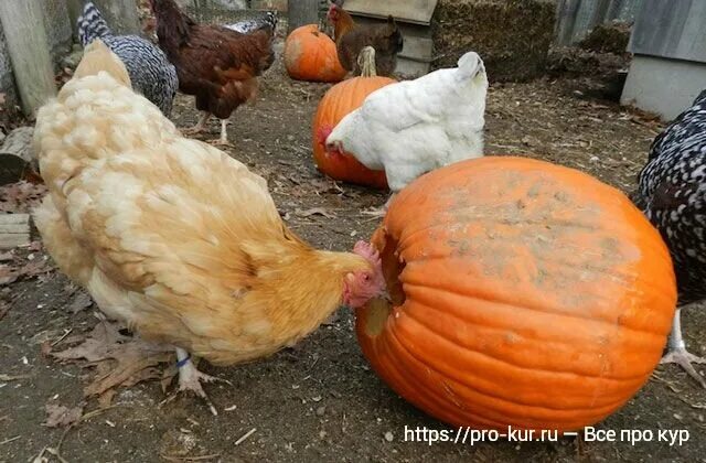 Можно ли бройлерам тыкву