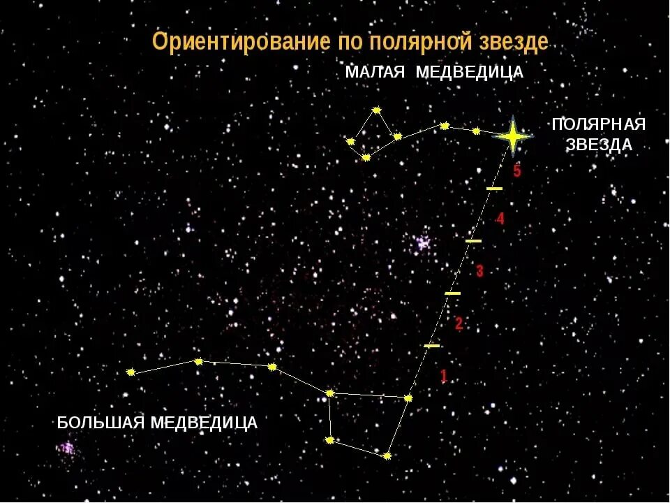 Созвездие малой медведицы какие звезды. Большая и малая Медведица Полярная звезда. Созвездие ковш малой медведицы. Большая и малая Медведица звёзды в созвездии. Созвездие малая Медведица и Полярная звезда.