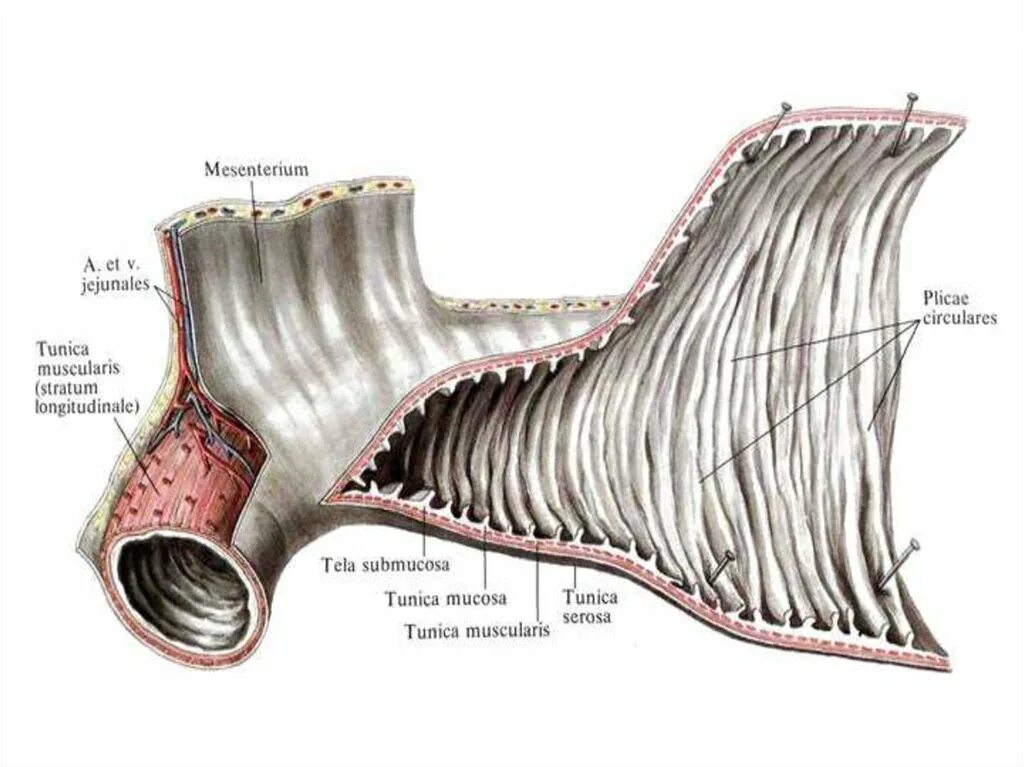Строение стенки тонкой кишки анатомия. Циркулярные складки тонкой кишки. Слизистая оболочка тонкого кишечника. Круговые складки тонкой кишки.